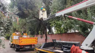 Efeler’de fırtına öncesi önlem: Ağaçlar güvenli hale getiriliyor