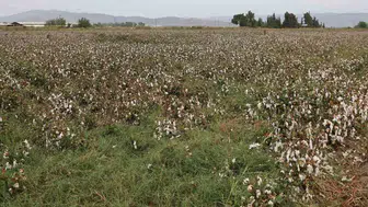 Aydın ovasında pamuk hasadı yağmur engeline takıldı