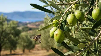 Salihli'de zeytin bahçeleri için kritik tarih: Hasat öncesi son uyarı geldi
