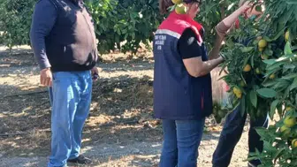 Söke sofralarına güvenli ürün garantisi: Hasat öncesi sıkı denetim