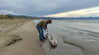 Kuşadası Körfezi'nde alarm zilleri: Yunus ölümleri artışa geçti