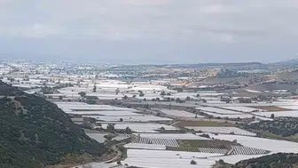 Sarıgöl'de bağlar mahzun: Üretici fiyatların yükselmesini bekliyor