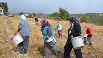 Manisa'nın dağlarından gelen şifa: Kadınların çitlembik mesaisi ekonomiye can veriyor