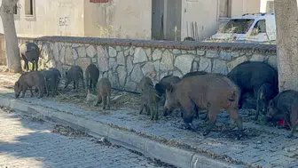 Bodrum’da şaşkına çeviren görüntü: Domuz sürüsü caddeye indi