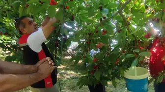 Aydın’ın bereketli topraklarından sofralara: Kiraz hasadında hummalı çalışma