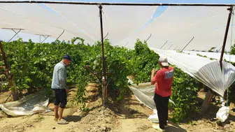 Manisa bağlarında dolu kalkanı: Üretici çareyi beyaz örtüde buldu