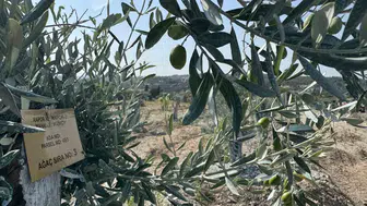 Milas'ta zeytin ağaçlarına "bilimsel dokunuş": Bir yılda meyveye durdular