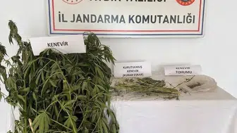 Efeler'de jandarmadan uyuşturucu operasyonu: Evlerini seraya çevirmişler
