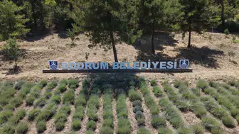Bodrum'da toprağa dokunan gençlik: 6. Tarım Kampı kapılarını açtı