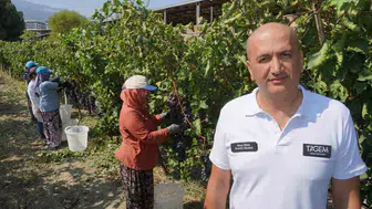 Manisa üzümü dünya sofralarına ulaştı: İhracatta rekor beklentisi