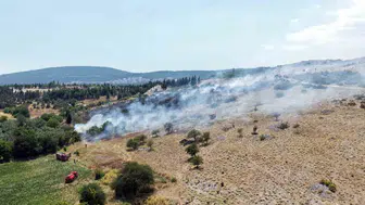 Menteşe'de alevler zeytinlikleri küle çevirdi: Ekipler seferber oldu