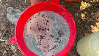 Akhisar ovasında kritik nöbet: Zeytin üreticisi için seferberlik başlatıldı
