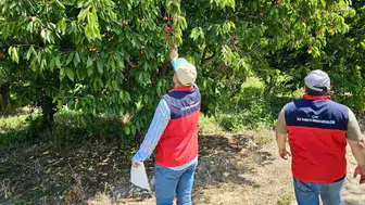 Afyonkarahisar'da dolu kabusu: Çiftçinin yaralarını sarmak için sahaya indiler