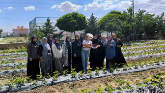 İscehisar’da toprak bereketlendi: ADEM projesiyle ilk ürünler toplandı