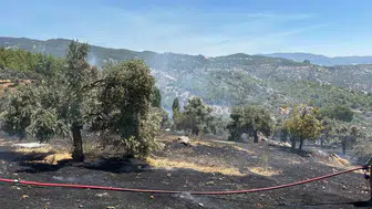Milas'ta tarım arazisinde korkutan yangın: Ekipler zamanla yarıştı