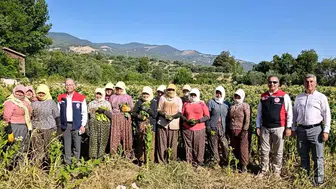 Karacasu tarlalarında hasat mesaisi: Tütün üreticisiyle sahaya indiler