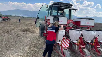 Simavlı çiftçiye bilimsel rehber: Mısır tarlalarında verim yarışı başladı