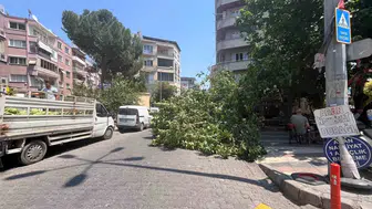 Aydın'da korkutan anlar: Yarım asırlık ağaç park halindeki araçları ezdi