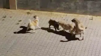 Doğada eşine az rastlanır dayanışma: Köpeklerin kıskacındaki domuzu sürüsü kurtardı