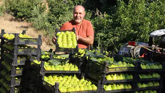 Turgutlu'nun yediveren incirinde fiyat dalgalanması: Hasat sonu bereketi