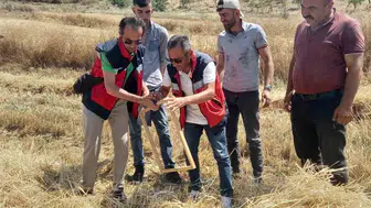 Tavşanlı ovasında hasat mesaisi: Biçerdöverlerde sıkı denetim dönemi
