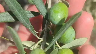 Didimli zeytin üreticilerine kritik uyarı: Hasat öncesi sinek alarmı