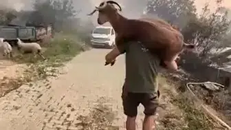 Alevlerin arasından can dostuna siper oldu: Sırtında taşıyarak kurtardı