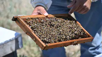 Manisa'da arıcılık seferberliği: Üreticiye ücretsiz ana arı desteği
