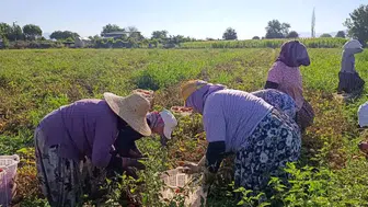 Aydın ovalarında domates bereketi: Binlerce üretici tarlada ter döküyor