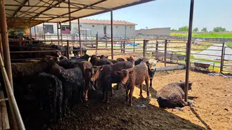 Afyonkarahisar’da besi çiftliklerine yakın takip: İthal hayvanlar mercek altında
