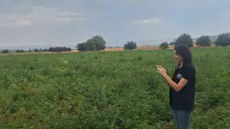 Şuhut’un bereketli topraklarında patates mesaisi: Uzmanlar tarlada