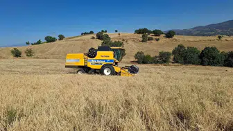 Sarıgöl ovasında hasat telaşı: Biçerdöver sırası bekleyen çiftçinin maliyet isyanı