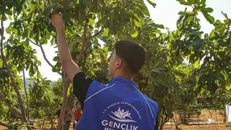 Germencik’te gençlerden sarı altına vefa: İncir bahçelerinde ter döktüler