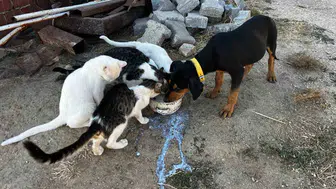 Bahçesinde Büyüttüğü Kedi ve Köpeklerden İnsanlık Dersi: "Kavgasız Bir Dünya Mümkün"