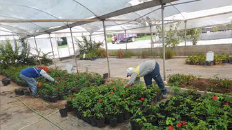 Didim kendi çiçeğini kendi üretiyor: Parklar artık belediyenin fidanlığından yeşeriyor