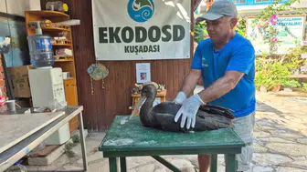 Söke’de tesadüfen bulundu: Doğanın nadir misafiri emin ellerde