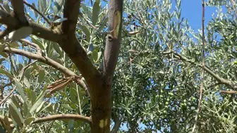 Menteşe’de zeytin üreticisine kritik uyarı: Verim kaybına karşı sahaya indiler