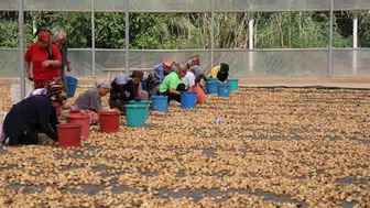 Aydın incirinde haksız rekabet alarmı: Üretici devletten denetim bekliyor