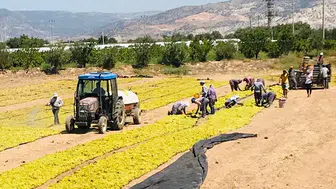 Buldanlı üreticiden Ankara'ya acil çağrı: Üzüm piyasasında oyun bozulmalı