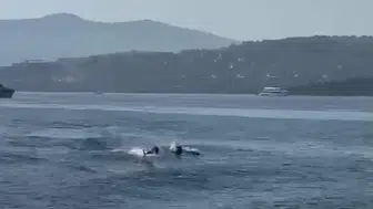 Bodrum'un mavi sularında beklenmedik misafirler: Tatilcilerin yunus keyfi