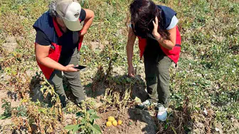 Afyonkarahisar'da patates tarlalarında kritik denetim mesaisi