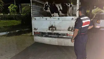 350 bin liralık vurgun girişimi jandarmaya takıldı: Hayvanlar sahibine kavuştu