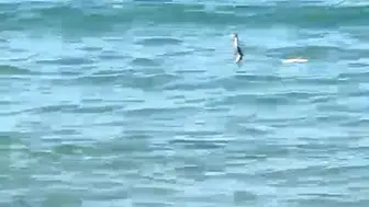 Çeşme’de Deniz Keyfi Yılana Takıldı: Sığ Suda Yüzen Sürüngen Tatilcileri İkiye Böldü
