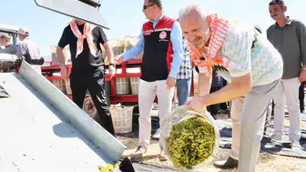 Menemen'de hasat vakti: Toprağın bereketi bu yıl rekor getirdi