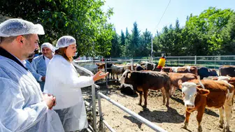 Afyonkarahisar'da devrim niteliğinde adım: Belediye kendi etini üretecek