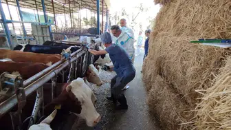 Aydınlı üreticiler için kritik süreç başladı: Büyükbaş hayvanlarda aşı seferberliği