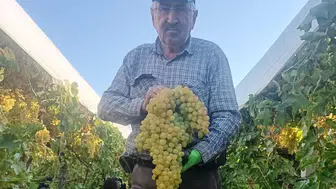 Manisa'da hasat bereketi: 5,5 kiloluk salkım görenleri şaşkına çevirdi