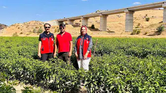İscehisar toprağında yeni dönem: Jalapeno biberiyle kazanç kapısı aralanıyor