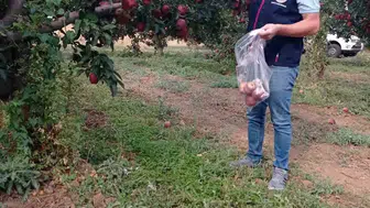 Çivril elmasında laboratuvar mesaisi: Sağlıklı ürün için numuneler toplandı