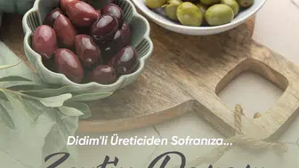 Didim'de zeytin üreticisine yeni kapı: Aracısız satış dönemi başlıyor